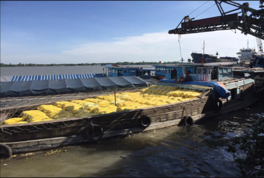 Mekong Star - Dịch Vụ Chế Biến, Đóng Gói, Xuất Khẩu và Vận Tải Gạo Toàn Diện